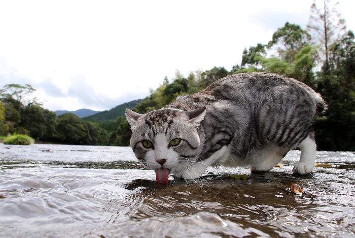 Most Photogenic Cat