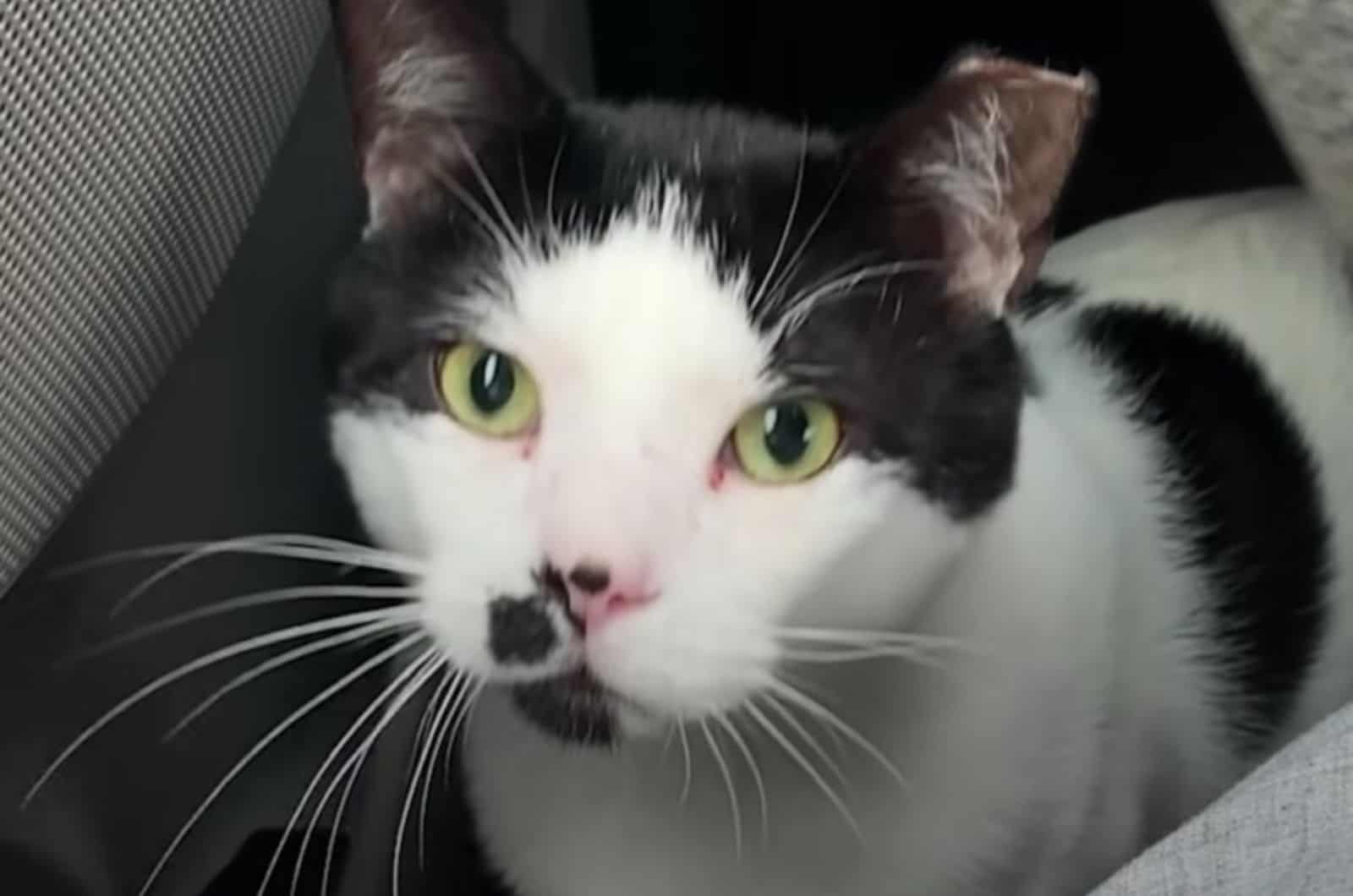 portrait of a cute black and white cat looking at the camera