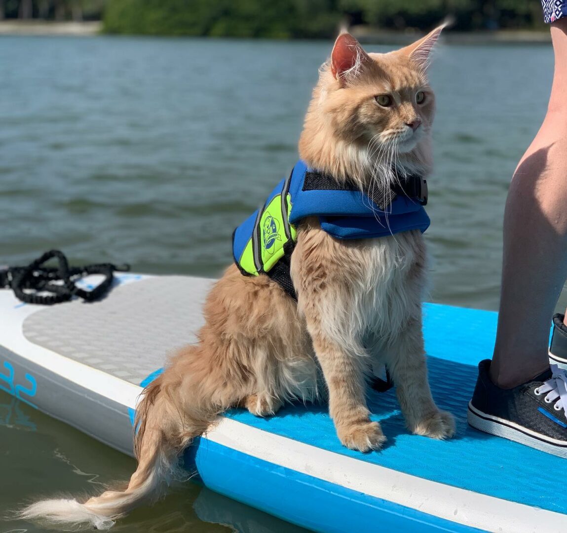 Fisher the Maine Coon