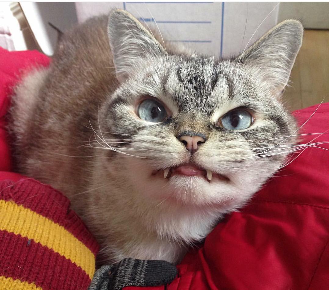 Meet Loki, The Cute Little Vampire Cat