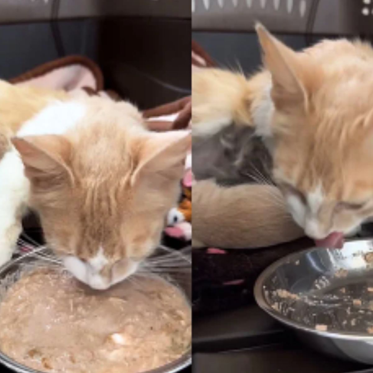 rescued cat eats from plate