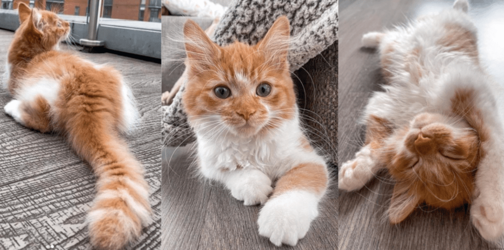 The Cutest Rescued Ginger Cat Across The Pond