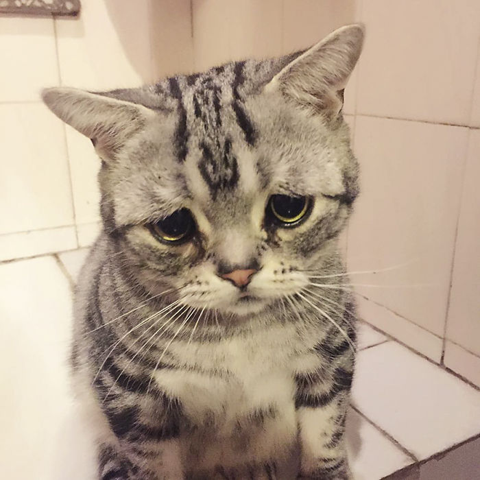 Saddest-cat-luhu-maggie-liu-lanlan731