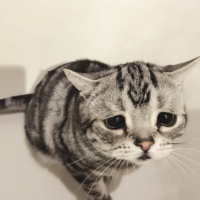 Saddest-cat-luhu-maggie-liu-lanlan731