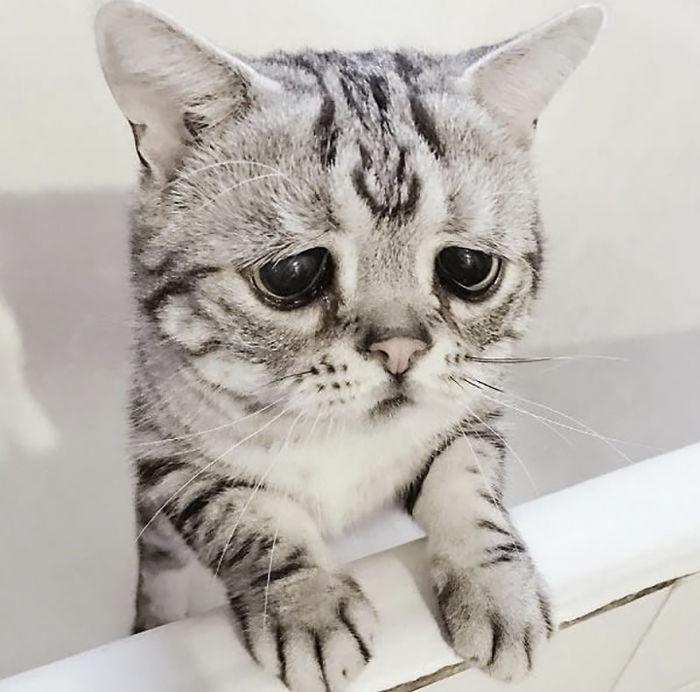 the world’s saddest feline