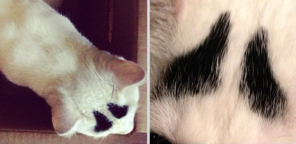 Meet Sam, The Cat With Eyebrows