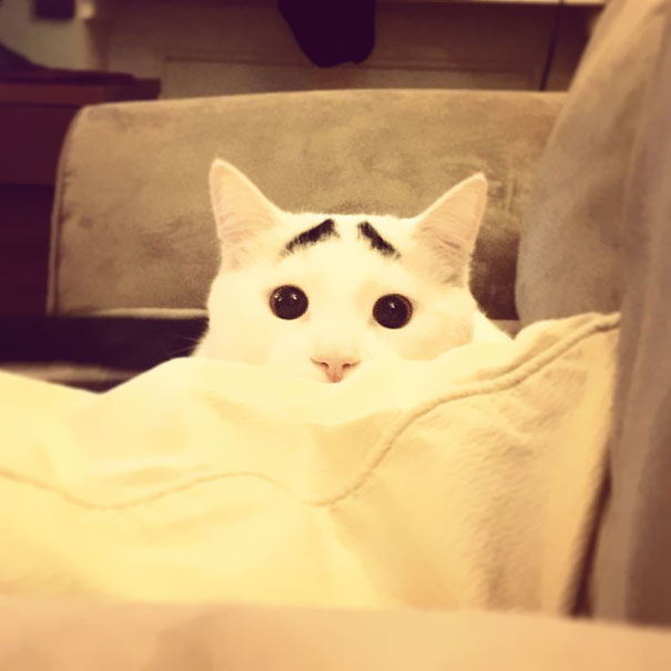 Meet Sam, The Cat With Eyebrows