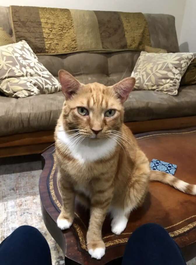 Orange cat sitting on coffee table