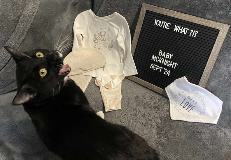 cat pregnancy announcement