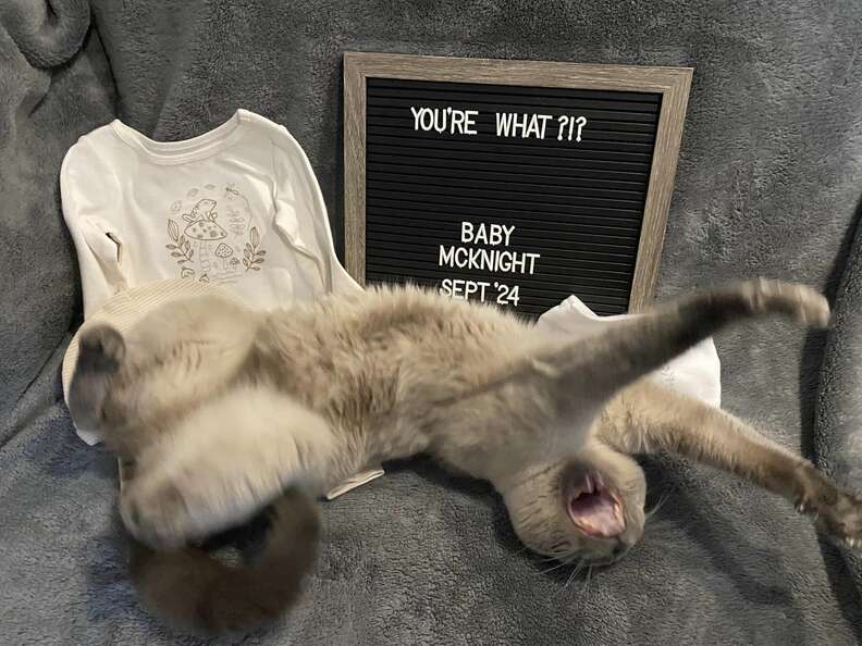 cat pregnancy announcement