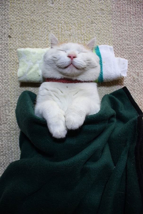 Meet Shironeko, The Happiest And Sleepiest Cat Ever