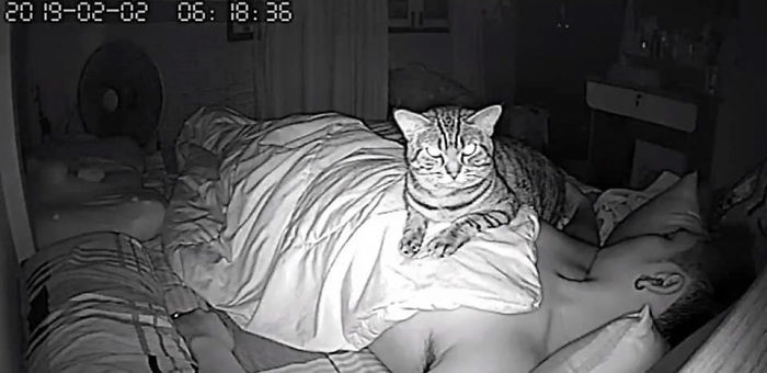 Man Sets Up Secret Camera To Record What His Cat Does At Night And It's Hilarious