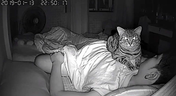 Man Sets Up Secret Camera To Record What His Cat Does At Night And It's Hilarious