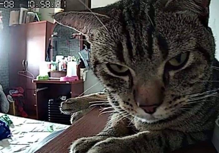 Man Sets Up Secret Camera To Record What His Cat Does At Night And It's Hilarious