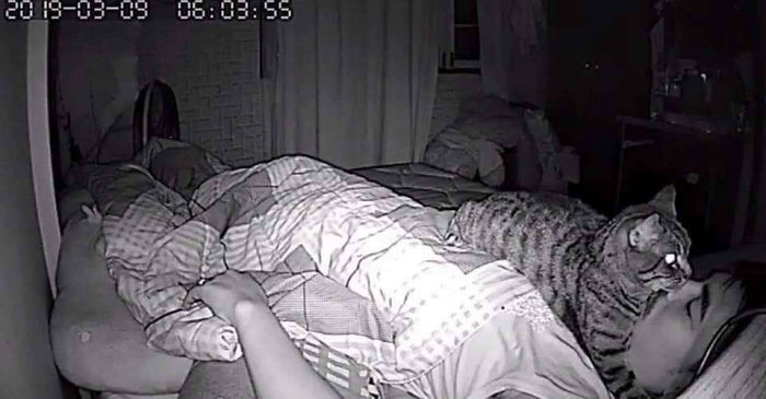 Man Sets Up Secret Camera To Record What His Cat Does At Night And It's Hilarious