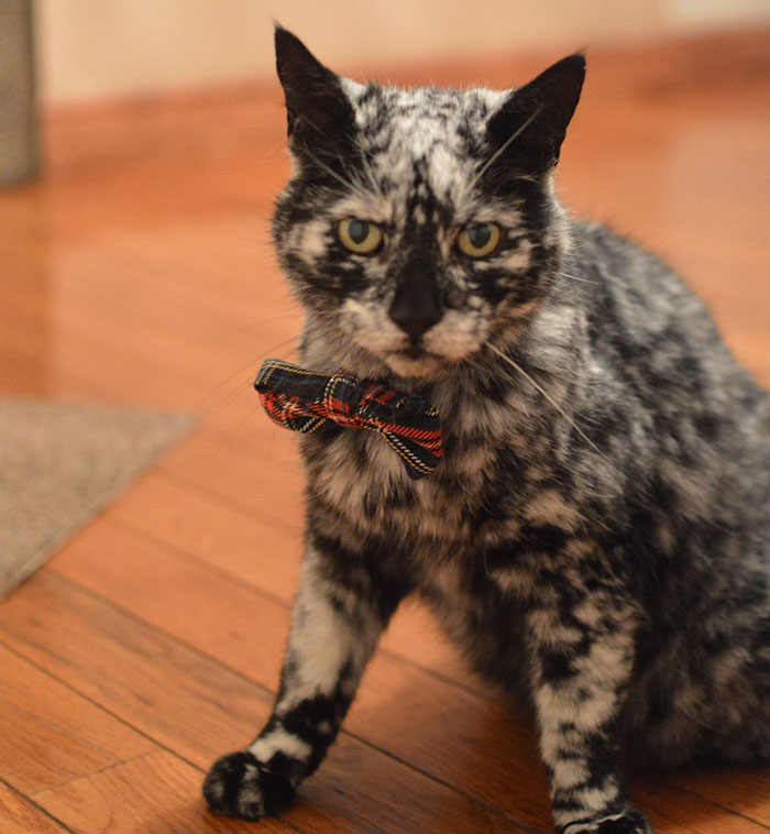 senior-black-white-cat-vitiligo-scrappy-8