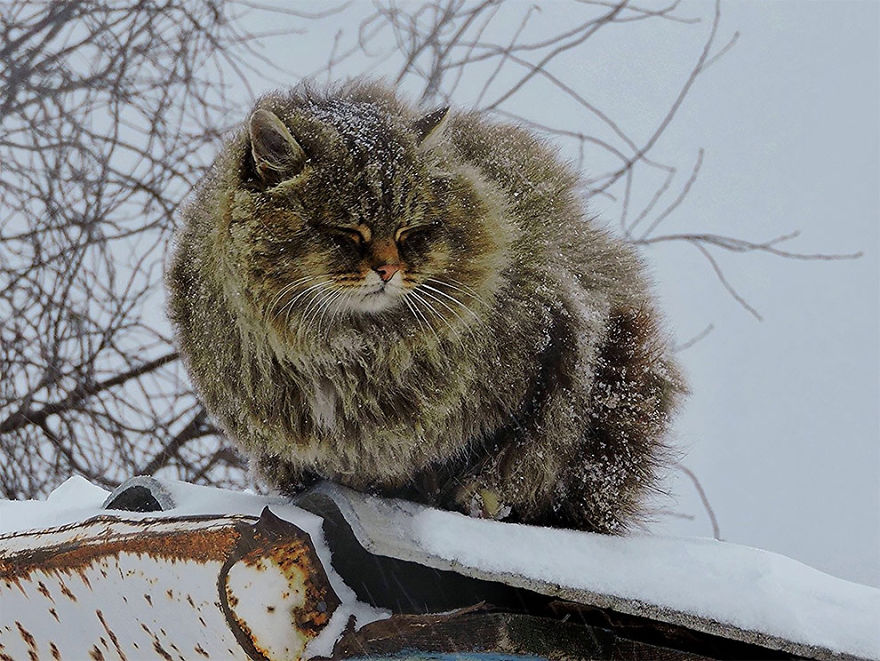 Siberian Cat