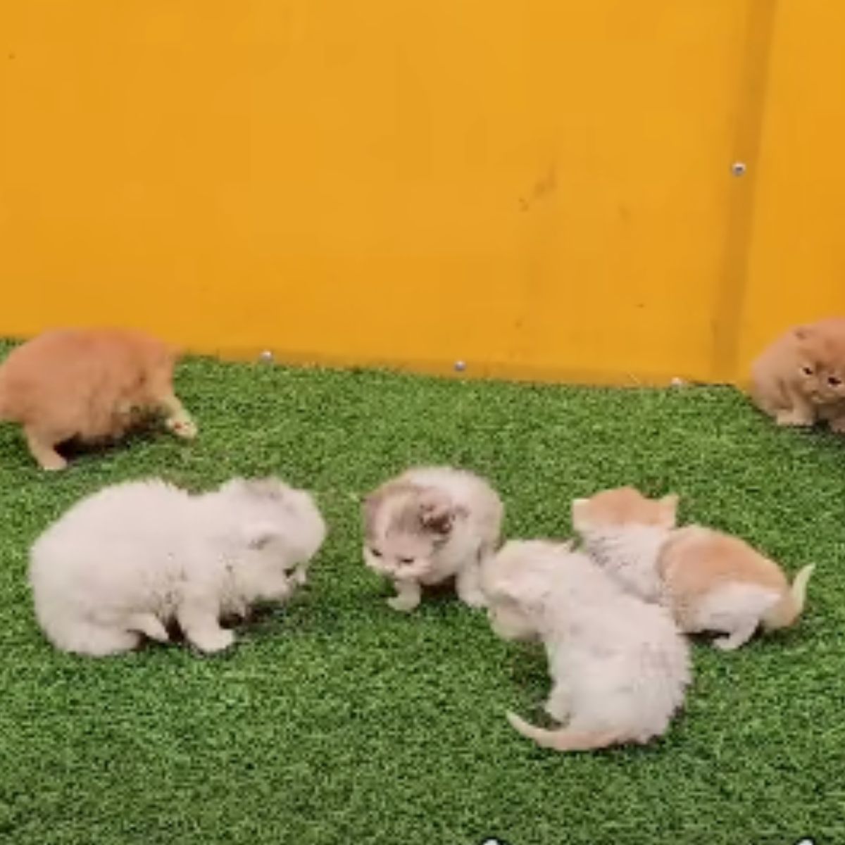 six kittens