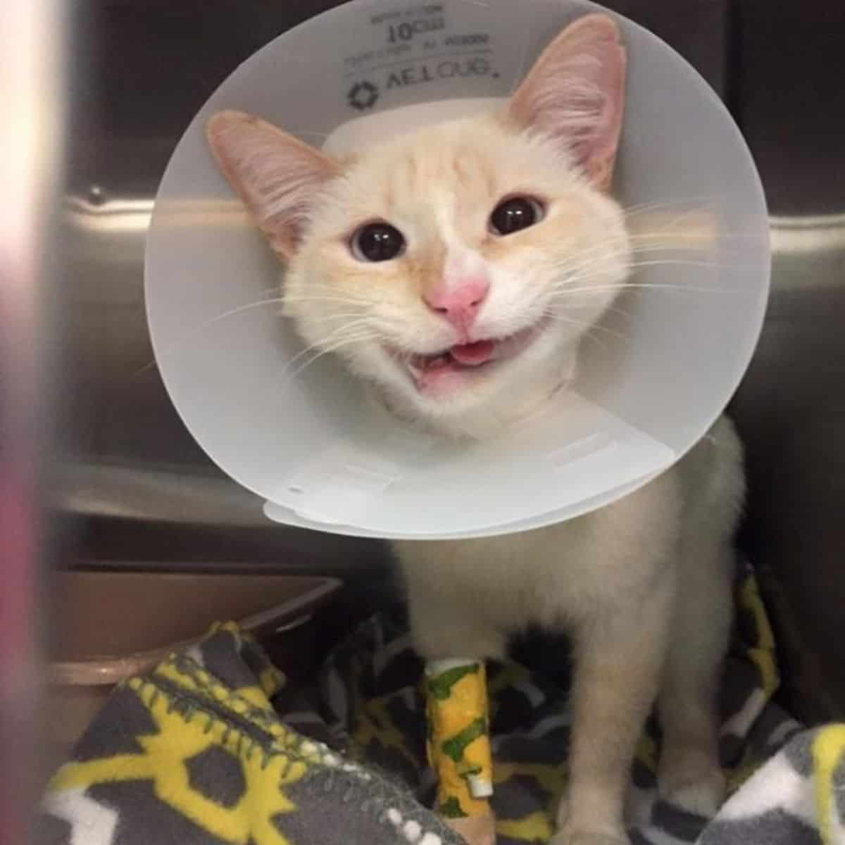 smiling cat wearing collar