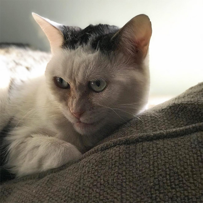 Cat that looks like Steve Buscemi.