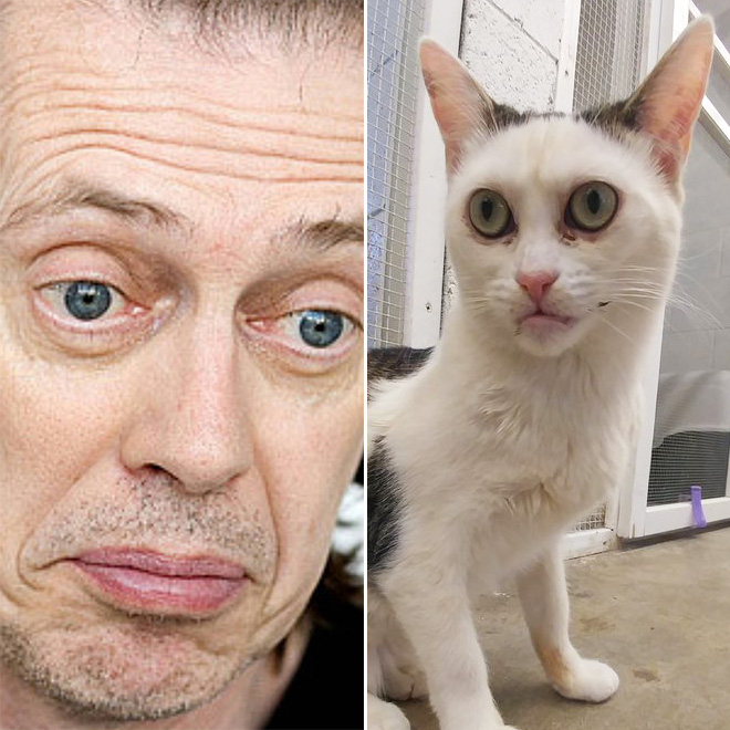 Cat that looks like Steve Buscemi.