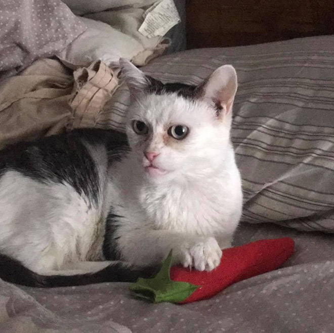 Cat that looks like Steve Buscemi.