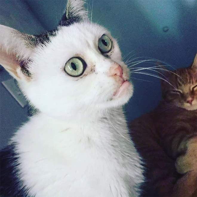 Cat that looks like Steve Buscemi.