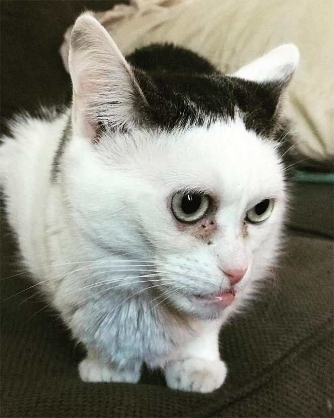 Cat that looks like Steve Buscemi.