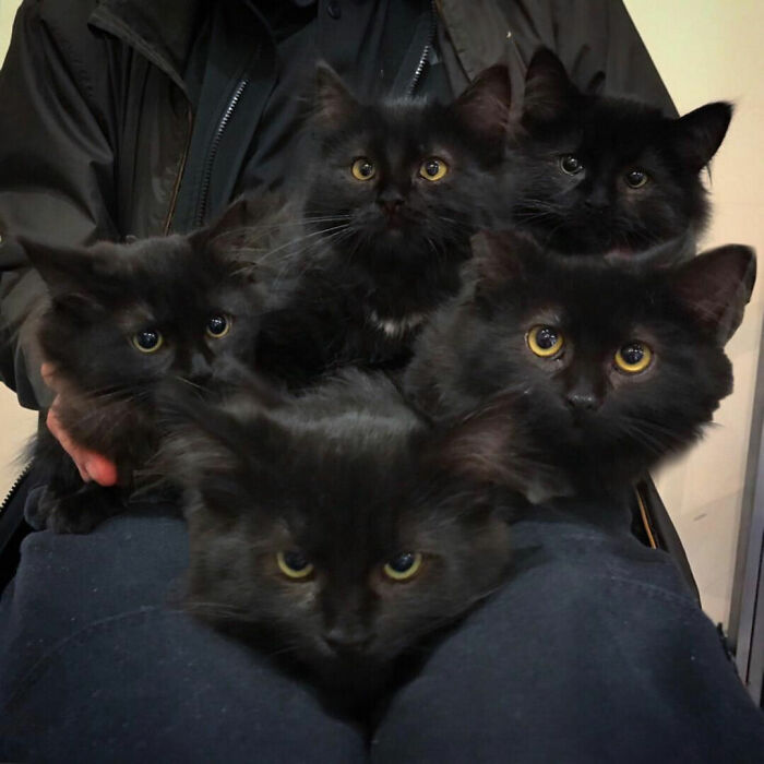 Stray Cat Brings All Her Babies To A Woman Who Gave Her Food And Helped Her