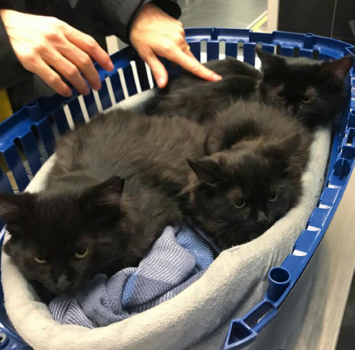 Stray Cat Brings All Her Babies To A Woman Who Gave Her Food And Helped Her