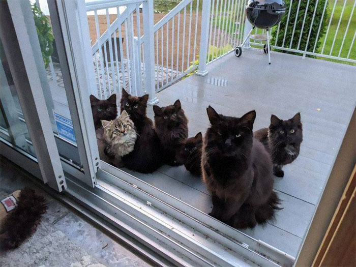 Stray Cat Brings All Her Babies To A Woman Who Gave Her Food And Helped Her