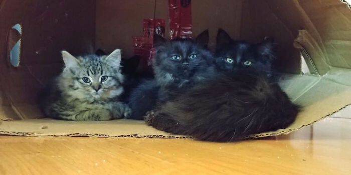 Stray Cat Brings All Her Babies To A Woman Who Gave Her Food And Helped Her