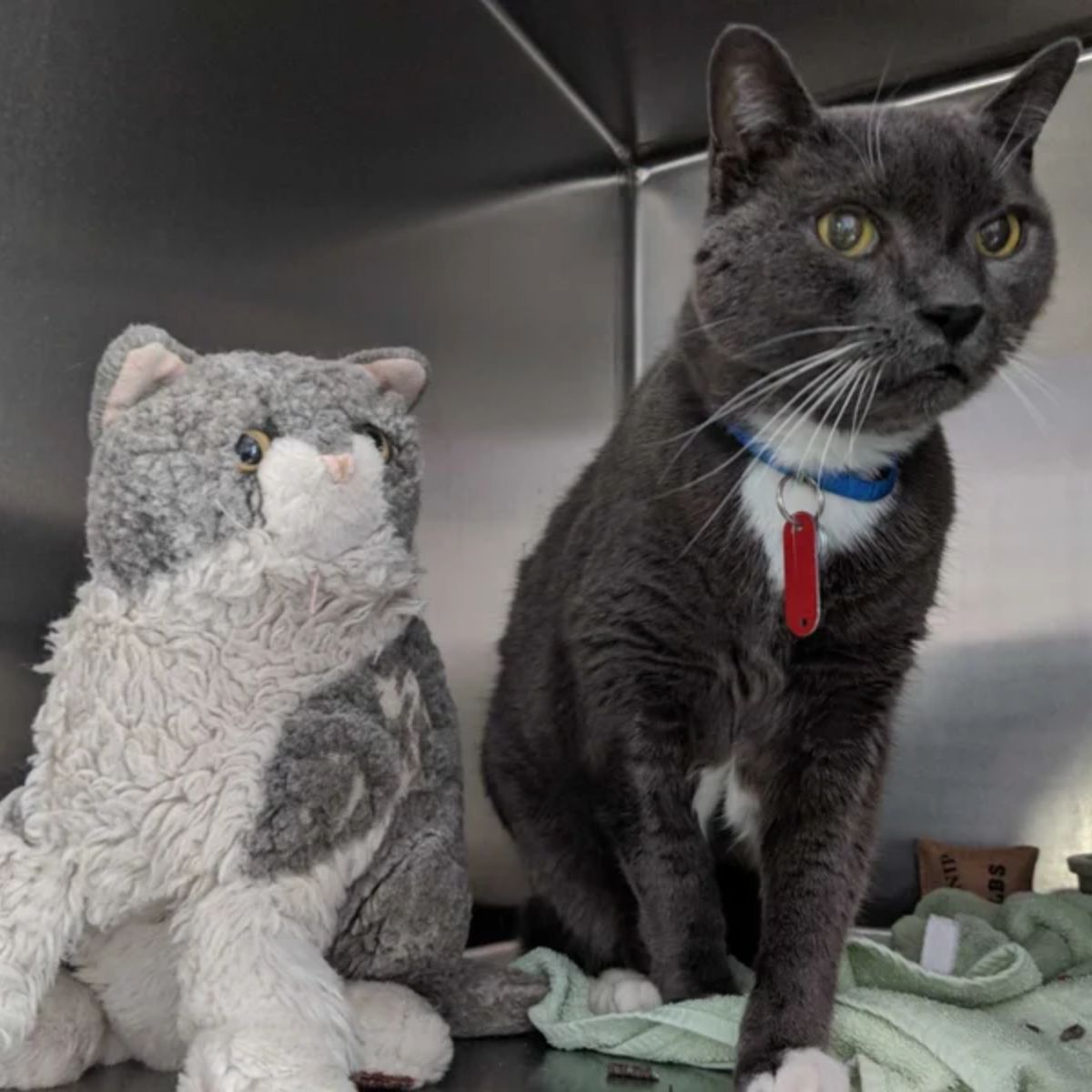 stuffed animal next to a cat