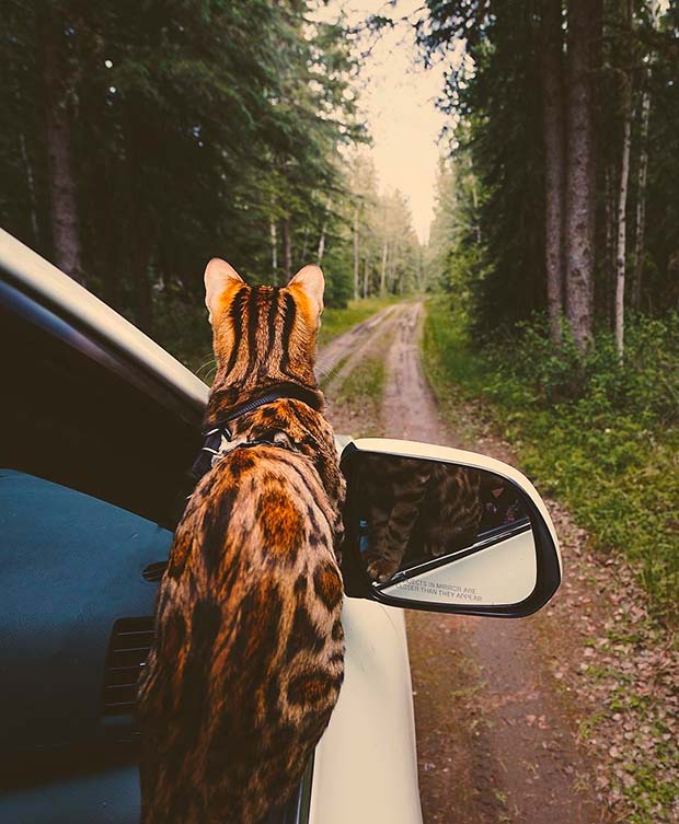 Suki Cat, The Canadian Hiking Cat Who Loves Adventures