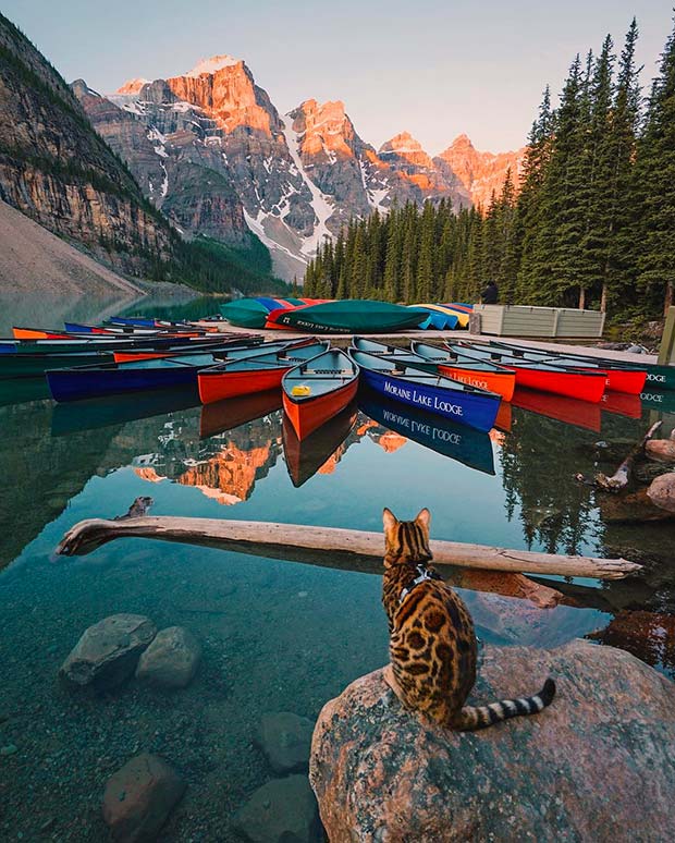 Suki Cat, The Canadian Hiking Cat Who Loves Adventures