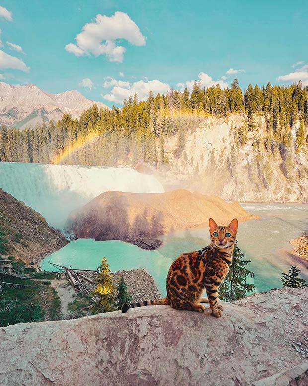 Suki Cat, The Canadian Hiking Cat Who Loves Adventures