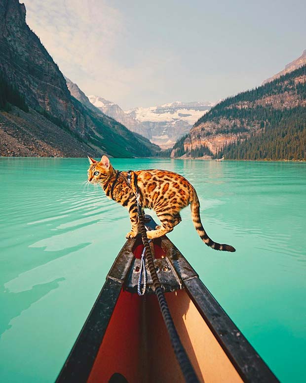 Suki Cat, The Canadian Hiking Cat Who Loves Adventures