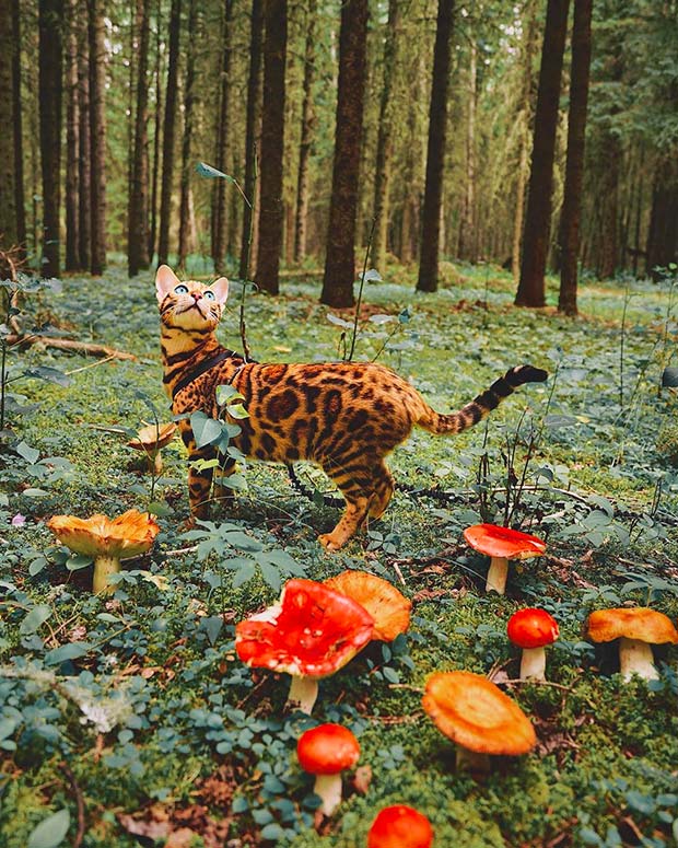 Suki Cat, The Canadian Hiking Cat Who Loves Adventures