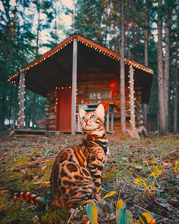 Suki Cat, The Canadian Hiking Cat Who Loves Adventures