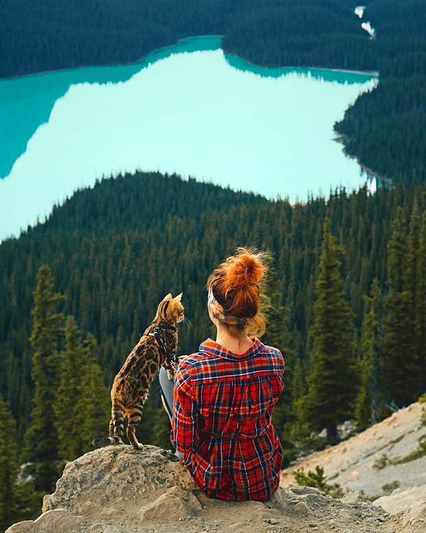 Suki Cat, The Canadian Hiking Cat Who Loves Adventures