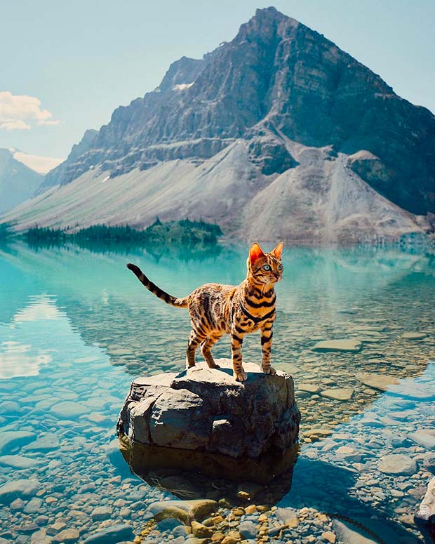 Suki Cat, The Canadian Hiking Cat Who Loves Adventures