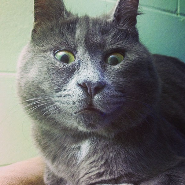 surprised-cat-hydrocephalus-kevin-theadventuresofkev12