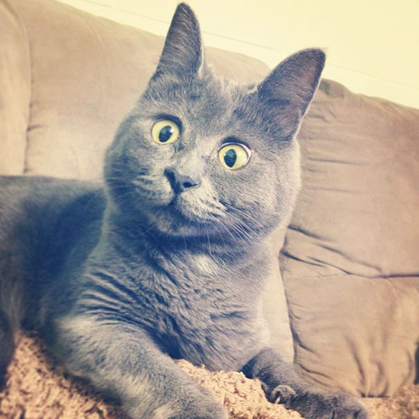 surprised-cat-hydrocephalus-kevin-theadventuresofkev17