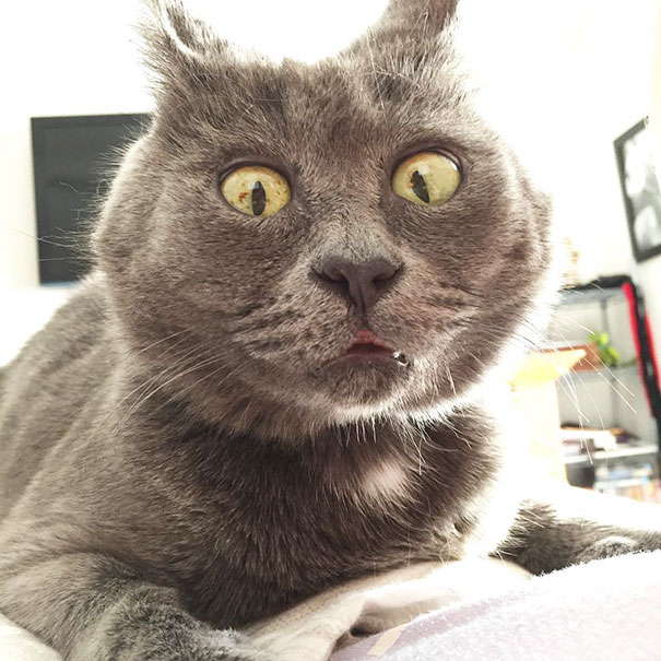 surprised-cat-hydrocephalus-kevin-theadventuresofkev2