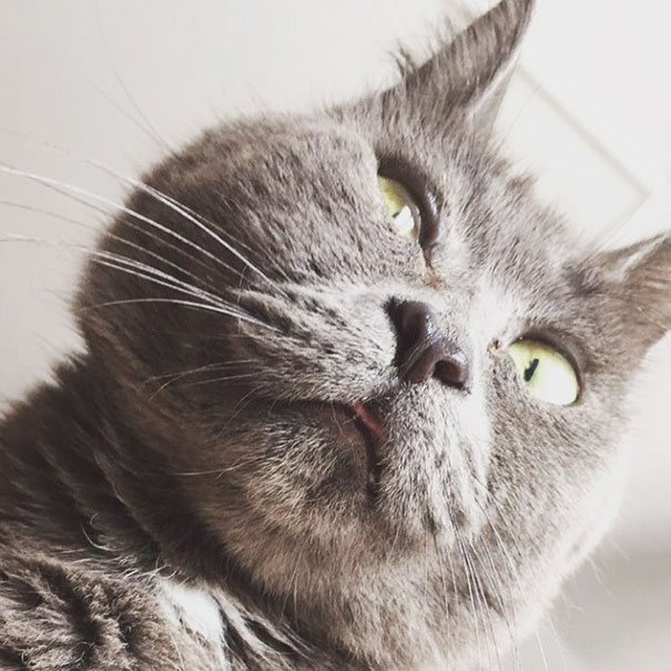 surprised-cat-hydrocephalus-kevin-theadventuresofkev3