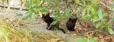 Maternal Plea: Cat Approaches Young Woman, Seeking Help for Her Kittens in a Heartwarming Encounter