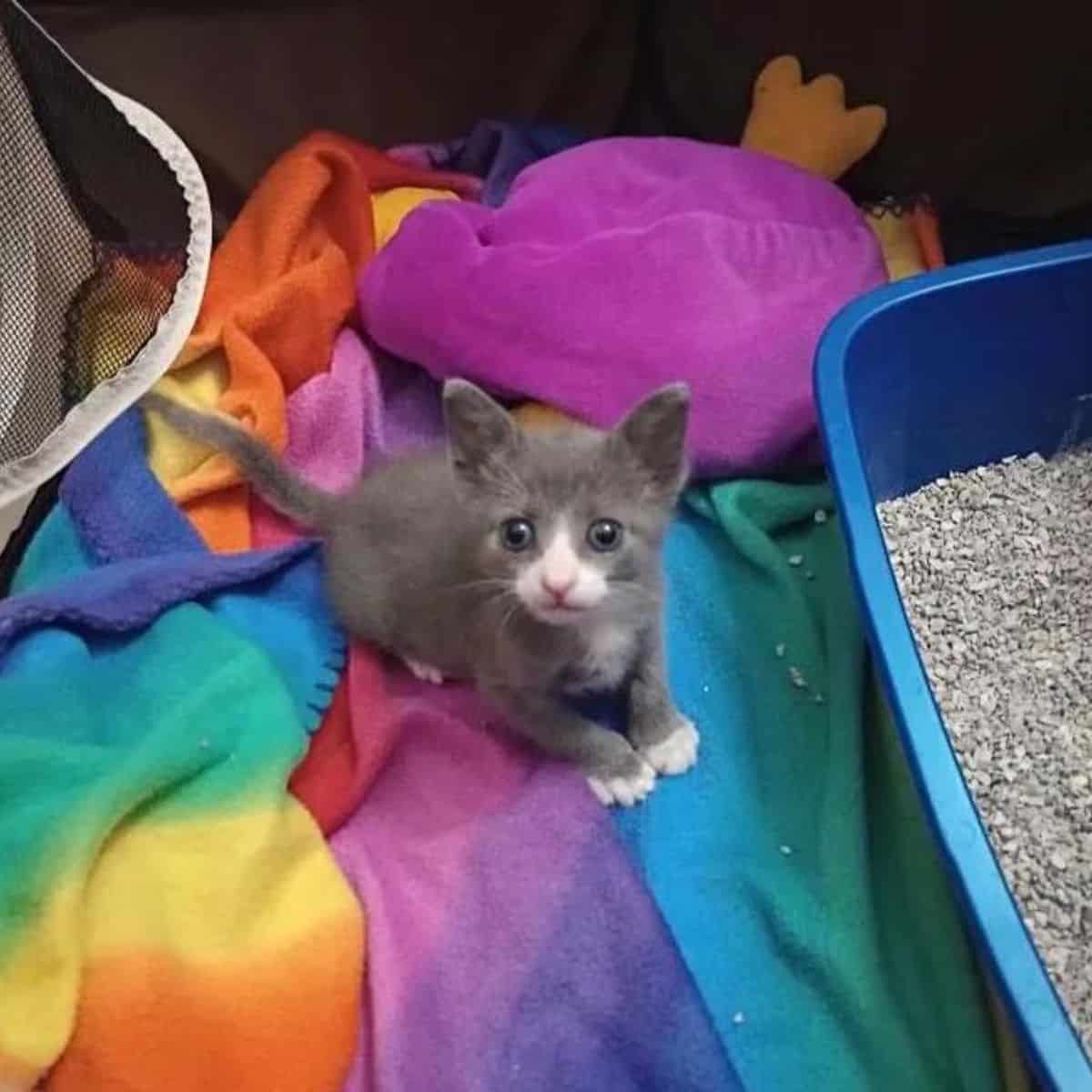 the kitten is sitting next to the sand