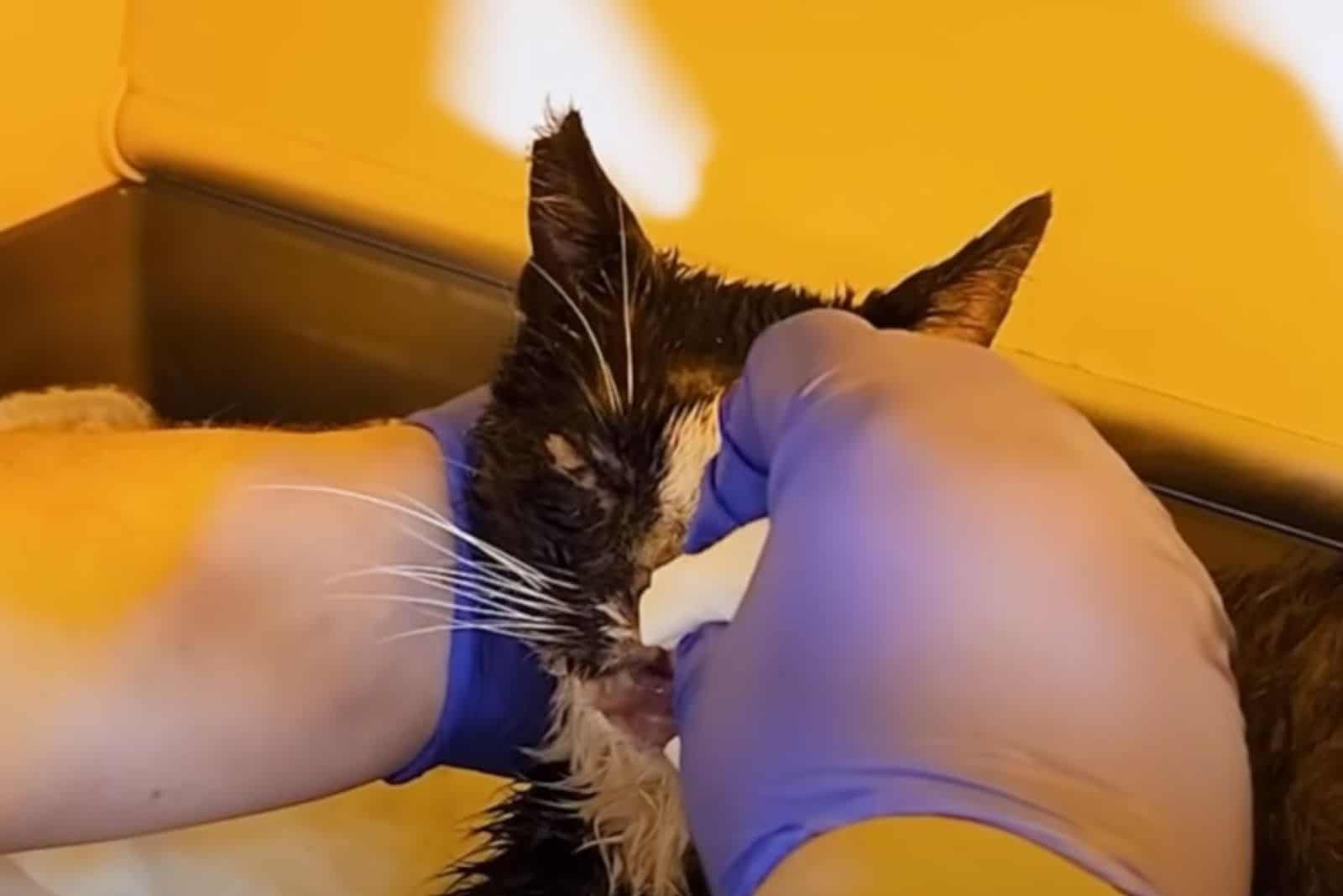 the vet cleans the cat