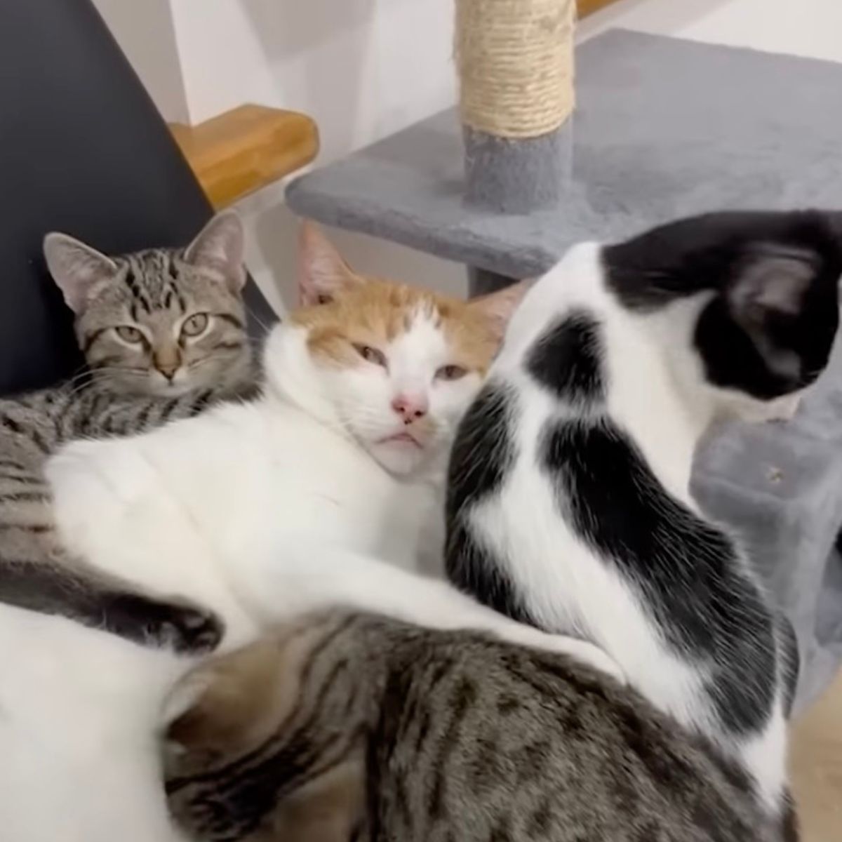 three cats lying together