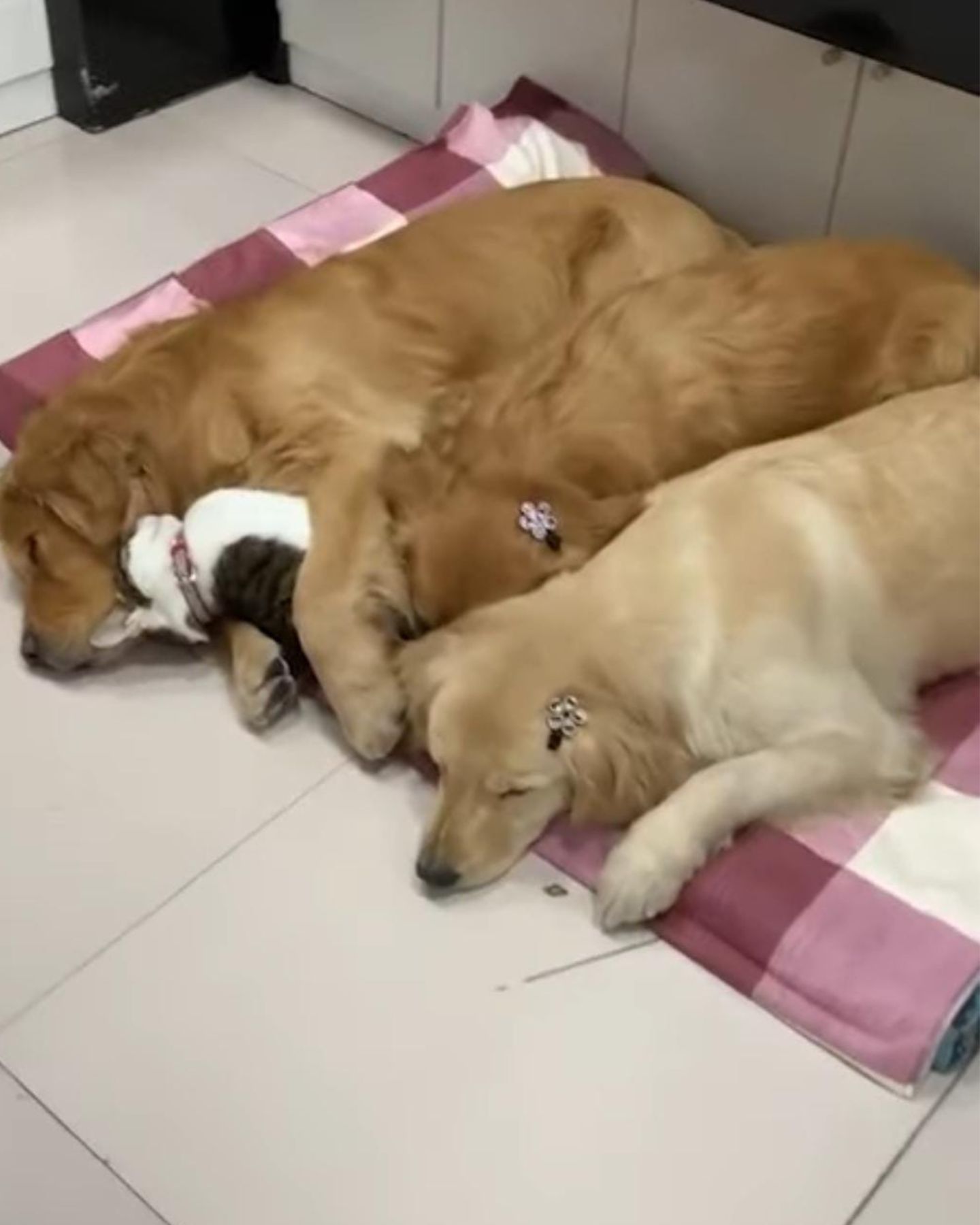 three cute dogs and cat